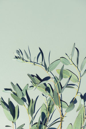 Eucalyptus plant leaves. Fresh Eucalyptus close up, on green background, top view. Essential oil, aromatherapy. Medical plant. Vertical image, flat lay border designの写真素材