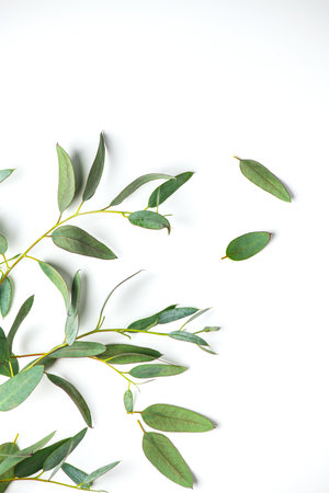 Eucalyptus plant leaves. Fresh Eucalyptus close up, isolated on white background, top view. Essential oil, aromatherapy. Medical plant. flat lay, border design. Vertical imageの写真素材
