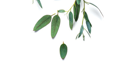Eucalyptus plant leaves. Fresh Eucalyptus close up, isolated on white background, top view....