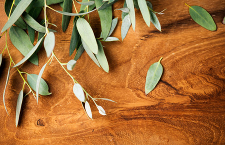 Eucalyptus plant leaves. Fresh Eucalyptus close up, on wooden background, top view. Essential oil, aromatherapy. Medical plant, flat lay, border designの写真素材