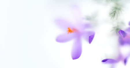 Saffron flowers, Crocus, Nature abstract flowers through matte glass, nature art background, spring flower design blurred backdrop, isolated on white.の写真素材