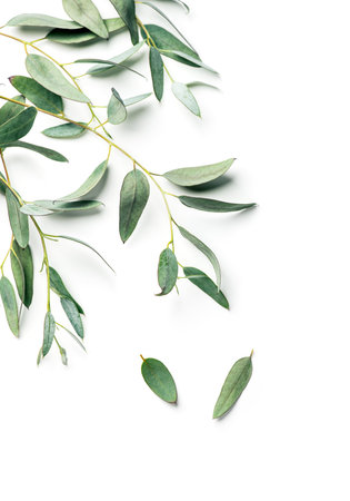 Eucalyptus plant leaves. Fresh Eucalyptus close up, isolated on white background, top view. Essential oil, aromatherapy. Medical plant.の写真素材