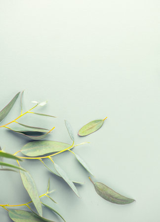 Eucalyptus plant leaves. Fresh Eucalyptus close up, on green background, top view. Essential oil, aromatherapy. Medical plant. Vertical image, flat lay border design.の写真素材
