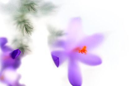 Saffron flowers, Crocus, Nature abstract flowers through matte glass, nature art background, spring flower design blurred backdrop, isolated on white.の写真素材