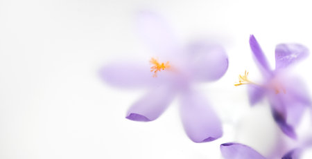 Saffron flowers, Crocus, Nature abstract flowers through matte glass, nature art background, spring flower design blurred backdrop, isolated on white.の写真素材