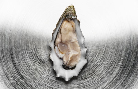 Oyster over metal background, macro shot of open one fresh french Fine de Claire oyster. Gourmet food. Seafood. Macro shot. Top view.の写真素材
