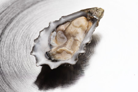 Oyster over metal background, macro shot of open one fresh french Fine de Claire oyster. Gourmet...