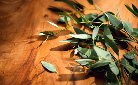Eucalyptus plant leaves. Fresh Eucalyptus close up, on wooden background, top view. Essential oil, aromatherapy. Medical plant, flat lay, border design.の写真素材