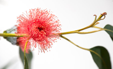 Eucalyptus flower, buds, plant leaves. Fresh Eucalyptus blooming close up, isolated on white background. Essential oil, aromatherapy. Australian medical plantの写真素材
