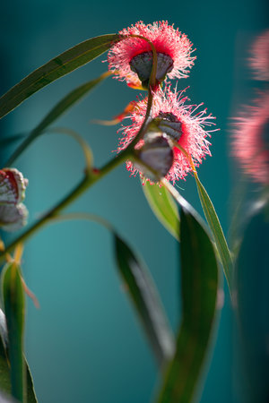 Eucalyptus flower, buds, plant leaves. Fresh Eucalyptus blooming close up, on dark green background. Essential oil, aromatherapy. Australian medical plant. Vertical imageの写真素材