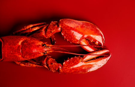 Lobster, big lobster seafood, gourmet food, steamed lobster with big claws on red background, top view, flat lay, from above. Horizontal banner art design photo, close-upの写真素材