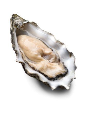 Oyster isolated on white background, macro shot of open one fresh french Fine de Claire oyster. Gourmet food. Seafood. Macro shot. Top view, vertical shotの写真素材