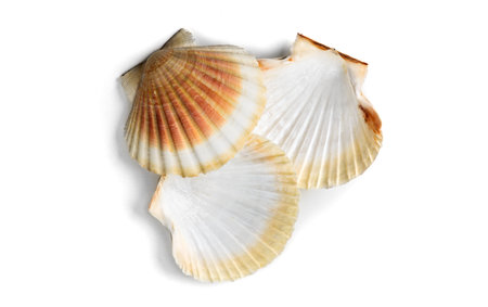 Shells, sea scallop shell group isolated on white background. Aquatic wildlife animal, seashells....
