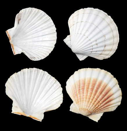 Shell, sea scallop shells set isolated on black background. Aquatic wildlife animal, seashell....