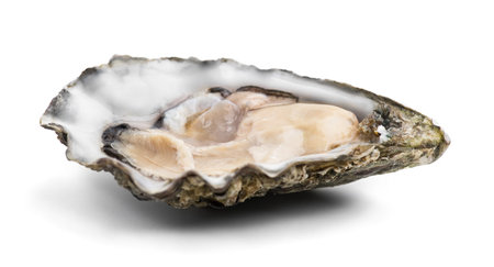 Oyster isolated on white background, macro shot of open one fresh french Fine de Claire oyster....