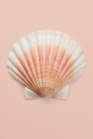 Shell, sea scallop shell in pastel background. Aquatic wildlife animal, seashell. Mollusk, marine...