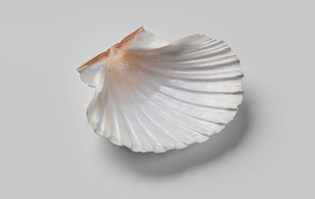 Shell, sea scallop shell on grey background. Aquatic wildlife animal, seashell. Mollusk, marine...
