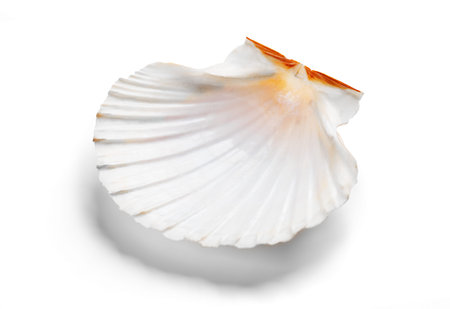 Shell, sea scallop shell isolated on white background. Aquatic wildlife animal, seashell. Mollusk,...