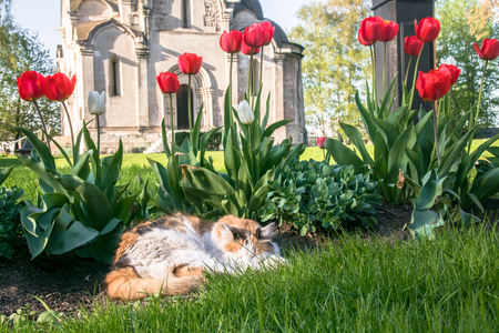 A lazy tricolor pussycat, relaxing in a flower bed between bright blooming tulips.の写真素材