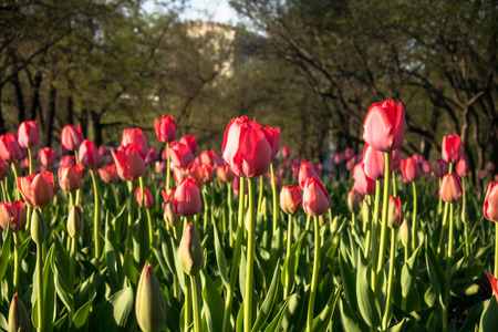 Festive tulips on a flower bed is full of romantic spirit. Sunny day inspires for the best and fill the soul with delight and joy.の写真素材
