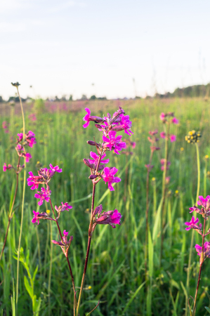 Summer meadow with bright pink inflorescences of the Sticky Catchfly (Silene viscaria) under the evening sunlight.の写真素材