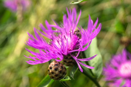 Purple shaggy flowers of Centaurea jacea or brown knapweed on a meadow. Cheerful rich colors of nature and bright sunlight inspire for the best and fill the soul with delight and joy.の写真素材