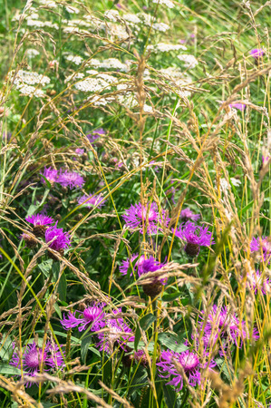 Purple shaggy flowers of Centaurea jacea or brown knapweed on a meadow. Cheerful rich colors of nature and bright sunlight inspire for the best and fill the soul with delight and joy.の写真素材