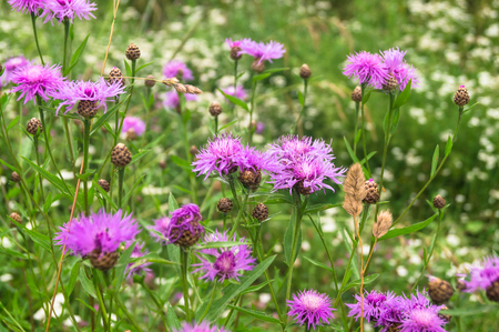 Purple shaggy flowers of Centaurea jacea or brown knapweed on a meadow. Cheerful rich colors of nature and bright sunlight inspire for the best and fill the soul with delight and joy.の写真素材