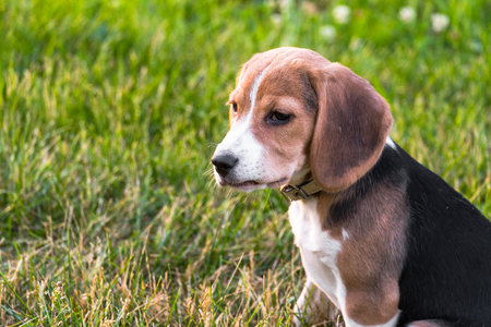 Portrait of a smart puppy, looking into the distance attentively. Beagle puppy on a walk in a serene summer evening.の写真素材