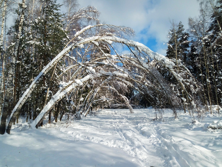 Frosty sunny day in the snowy countryside. Thin trunks of young trees are bended under abundant snow covering.の写真素材