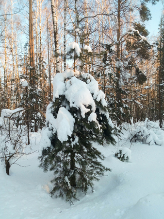 Frosty sunny winter day in the snowy countryside. Young fir tree under abundant snow covering.の写真素材