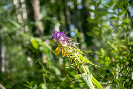 Summer forest flowers of cow-wheat (Melampyrum nemorosum). Picturesque peaceful nook away from the urban noise and hustle. Rich colors of nature inspire for the best and fill the soul with harmony.の写真素材