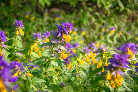 Summer forest flowers of cow-wheat (Melampyrum nemorosum). Picturesque peaceful nook away from the urban noise and hustle. Rich colors of nature inspire for the best and fill the soul with harmony.の写真素材