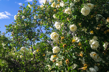 Romantic rosehip twig, studded with white flowers under golden sunlight and bright blue sky in the background. Love, happiness, wedding.の写真素材