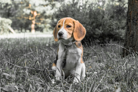 Image with original color reproduction, stylized faded retro postcard. A thoughtful Beagle puppy on a walk in a city park. Portrait of a nice doggie.の写真素材