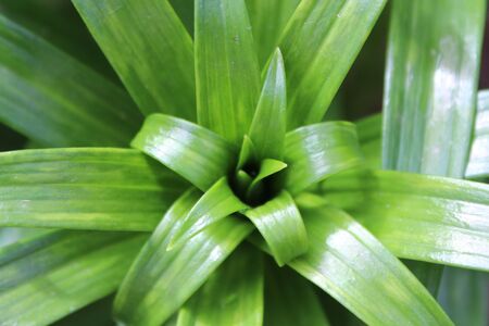 Green Flowerの写真素材
