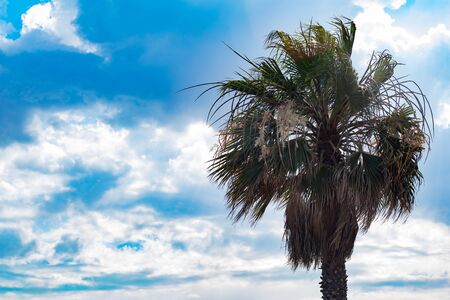 Palm tree with blue sky, white soft clouds, shot in June 2016, Maltaの写真素材