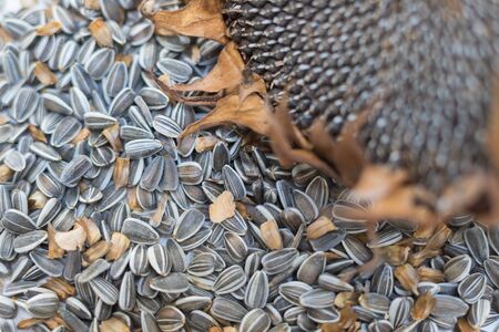 close up macro background texture freshly harvested and dried sunflower head and raw seedsの写真素材