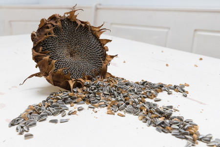 Single Freshly harvested and dried sunflower head and seeds on white background painted wooden rustic table with copy spaceの写真素材