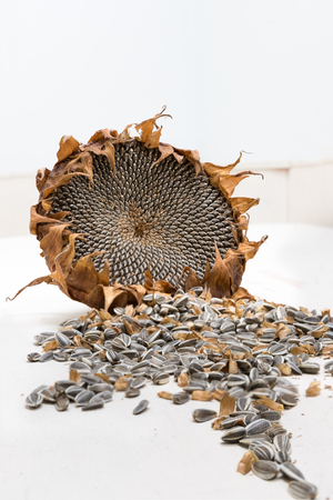Single Freshly harvested and dried sunflower head and seeds on white background painted wooden rustic table with copy spaceの写真素材