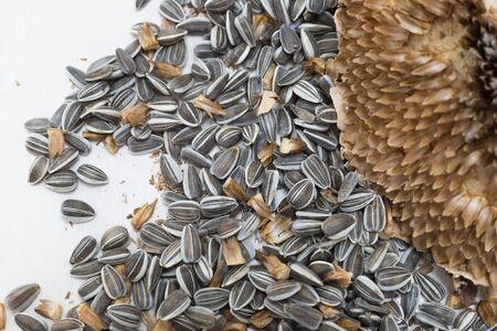 close up macro background texture freshly harvested and dried sunflower head and raw seedsの写真素材