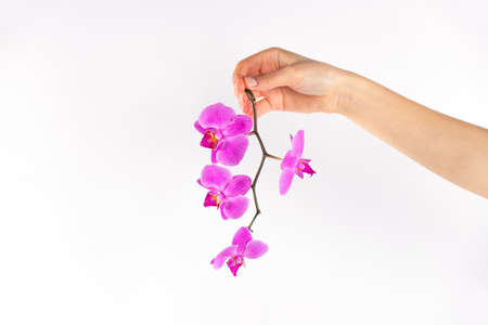 Festive flower, pink orchid on a white background. Space for copy and your adds. Concept of a feast day for women. High quality photoの写真素材
