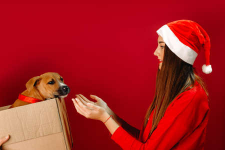 Santa gave the girl a dog for Christmas. Holidays. Red background, blank space.の写真素材