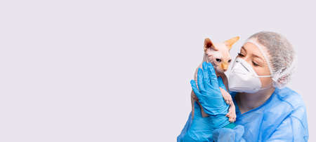 Banner, long format. A female veterinarian in a medical uniform and a protective mask is gently holding a fox cat against a gray background with empty side space for text or advertising.の写真素材
