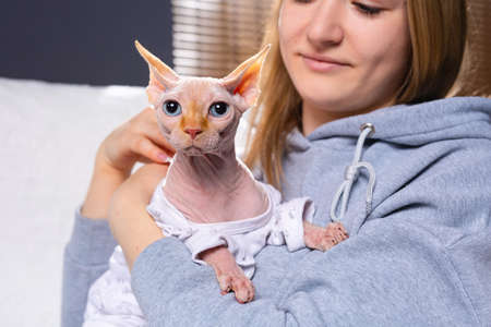 Funny serious domestic sphynx cat wearing a top sitting on sofa in owner's arms. Pet birthday costume theme. Looking at the camera, space for text. High quality photoの写真素材