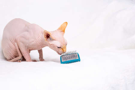 Grooming tools, pet concept on white soft sofa background side view, copy space, mock-up. Sphynx cat playing with hair fur brush. Brushing, clean concept. High quality photoの写真素材