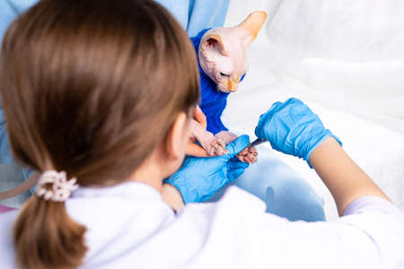 Medical treatment of pet concept: taking care of a cat's paw and nails with pliers. Vet doc prepare the wound for applying bandage on a body part of suffering animal. High quality photoの写真素材