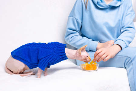 Sphynx cat at home on white sofa near owner smelled potato crispy chips. Cropped photo of woman body wearing home casual clothes. Leisure lifestyle, free time, weekend. High quality photoの写真素材