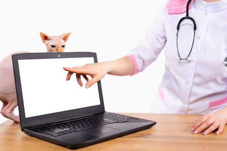 The online services or registrations concept. Informative image with a veterinarian's index finger pointing to a white laptop screen with a Sphinx cat sitting curious behind. High quality photoの写真素材
