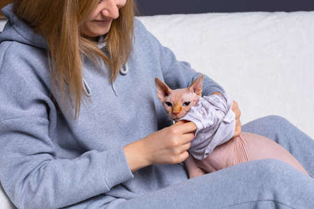 Young woman in sportswear with her cute sphynx cat getting ready for a walk and she is dresses the cat .の写真素材